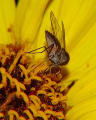 Toxophorinae