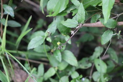 Calyptocarpus brasiliensis