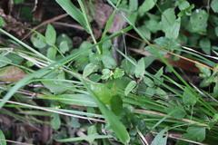 Calyptocarpus brasiliensis