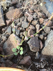 Eriogonum vimineum