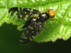 Platyparea discoidea