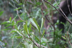 Pouteria salicifolia