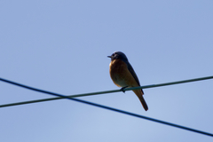 Phoenicurus phoenicurus phoenicurus