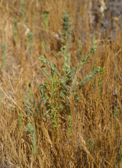 Deinandra bacigalupii