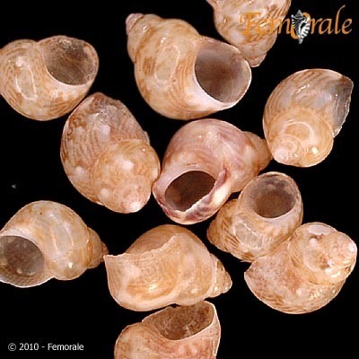 Cape Pheasant Shell