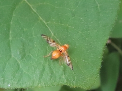 Myoleja lucida