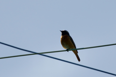 Phoenicurus phoenicurus phoenicurus