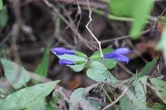 Salvia guaranitica