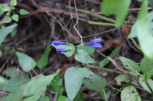 Salvia guaranitica