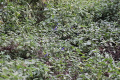 Salvia guaranitica