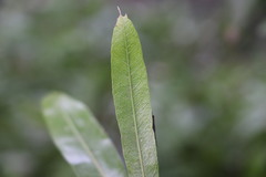 Pouteria salicifolia