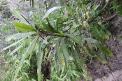 Pouteria salicifolia