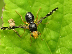 Platyparea discoidea