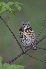 Turdus pilaris