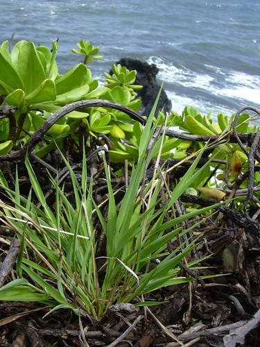 Ischaemum byrone