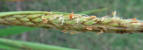 Ischaemum byrone