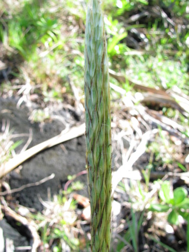 Ischaemum byrone