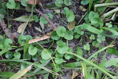 Dichondra microcalyx