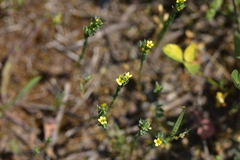 Linum strictum strictum