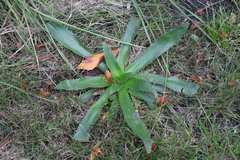 Eryngium serra