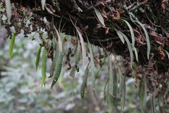 Microgramma squamulosa