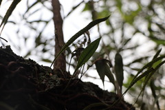 Microgramma squamulosa