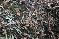 Pleopeltis minima