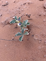 Pediomelum megalanthum