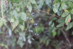 Smilax campestris