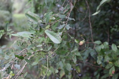 Smilax campestris