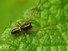 Microlinyphia pusilla