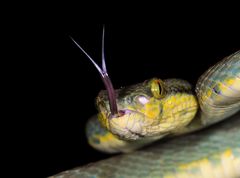 Craspedocephalus gramineus