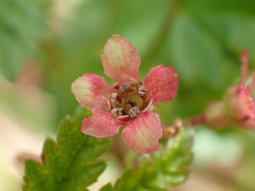 Image of Ribes laxiflorum by (c) Matt Bowser, some rights reserved (CC BY)