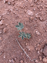 Pediomelum megalanthum