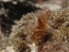 Haliclystus sanjuanensis
