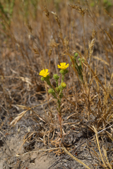 Deinandra bacigalupii