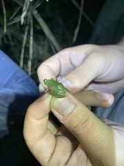 Pristimantis jaguensis