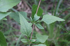 Austroeupatorium inulifolium