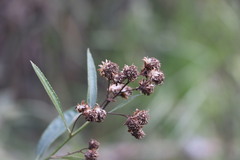 Baccharis punctulata