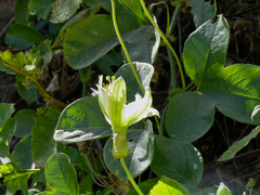 Passiflora peduncularis