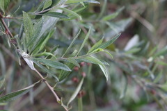 Baccharis punctulata