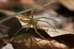 Micrommata virescens