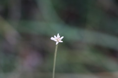 Pfaffia tuberosa