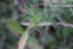 Pfaffia tuberosa