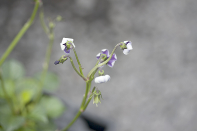Viola maviensis