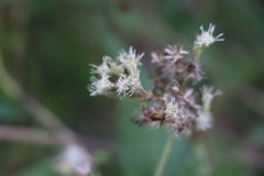 Austroeupatorium inulifolium