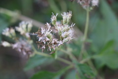 Austroeupatorium inulifolium