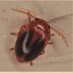 Prionocyphon discoideus