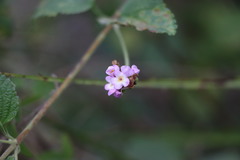 Lantana