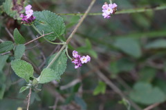 Lantana